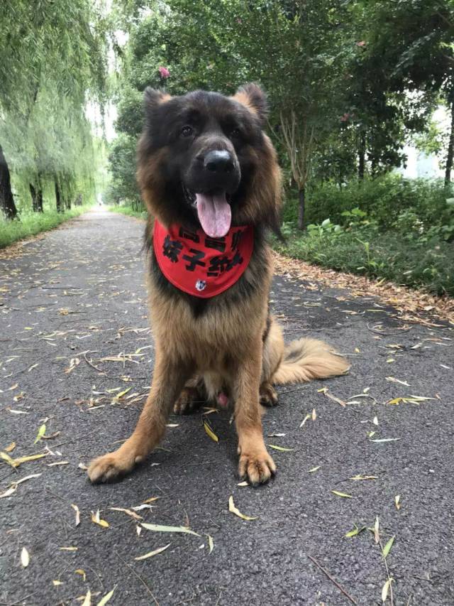 干儿子:weson,西德长毛,两岁半,公 公司老板的狗 目前寄养在我这 十足