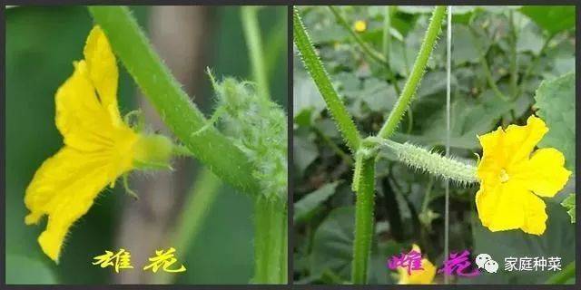 家庭种菜科普篇 茄子的雄花和雌花的分别 东煤网