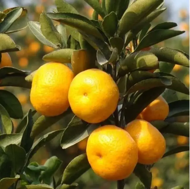 柑和橘都属于芸香科柑橘属的宽皮柑橘类,果实外皮肥厚,内藏瓤瓣,由汁