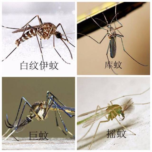 蚊子最高能飞几层专家说理论上5楼10楼的业主忍住不了谬论