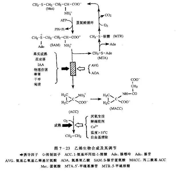 想请教哈,我的棉花二十五六号停水,九月五号打脱叶剂,现在滴些乙烯利