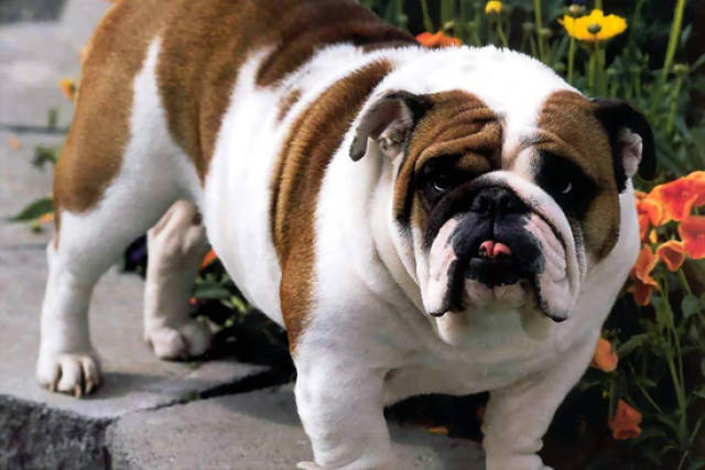 宠物狗智商排名边牧最聪明斗牛倒数第三阿富汗