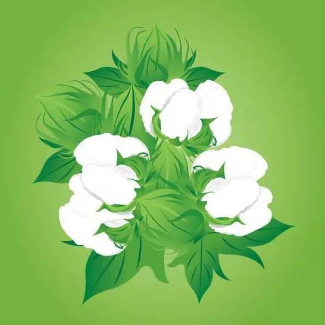 一朵软绵绵的棉花,走南闯北,居然撬动了地球?