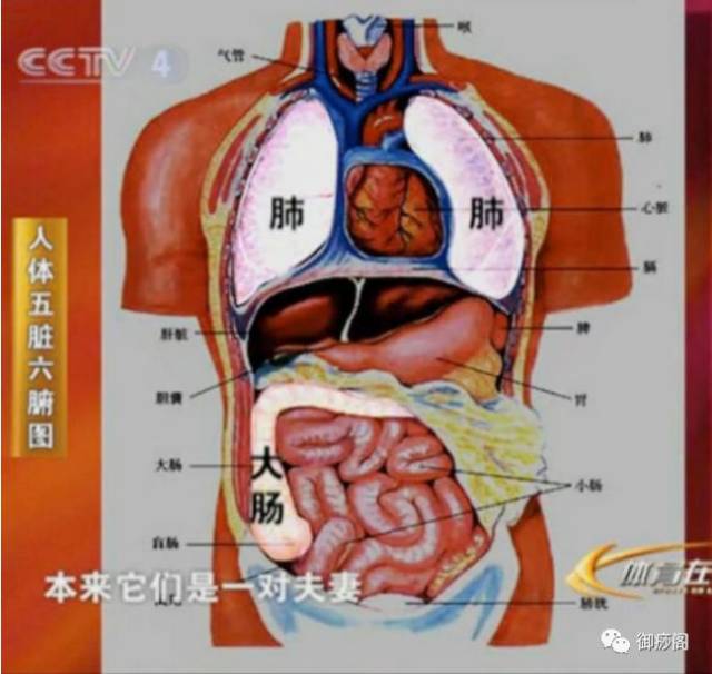 肺有分叶,左二右三,共五叶脾位于中焦,在膈之下,胃的左方肝位于腹腔
