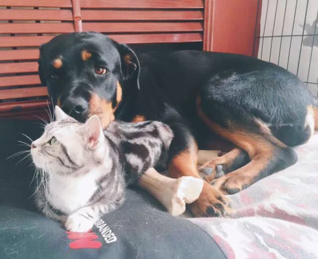 猫狗双全的真实体验:幸福还是辛酸?