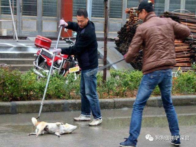 群体式灭杀流浪狗,真的能解决犬伤人和狂犬病的问题吗?