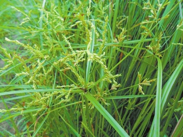 农村常见的马唐草 除了作为优质的牧草之外 还能治病 马唐草与霸根草的区别 正信网