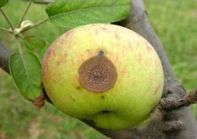 农技| 苹果疫腐病的防治_手机搜狐网