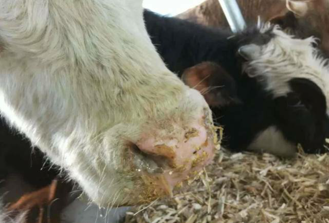 牛病口蹄役:奶牛口蹄疫病的特点及治疗方案