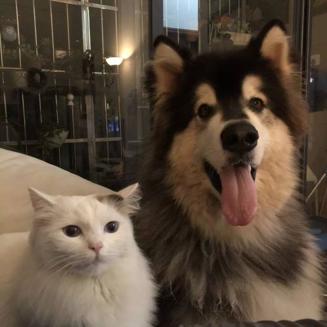 猫狗双全的真实体验:幸福还是辛酸?