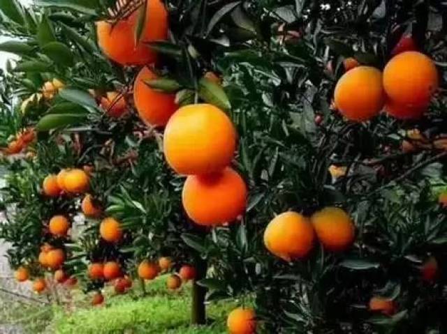 龙马潭甜橙