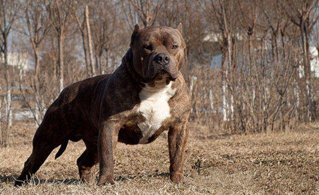 比特犬和藏獒谁更厉害,比特战斗力太强