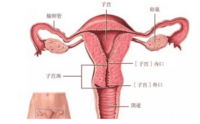 位置:盆腔中央 功能:子宫是生命孕育之所在,也是月经的产生之地