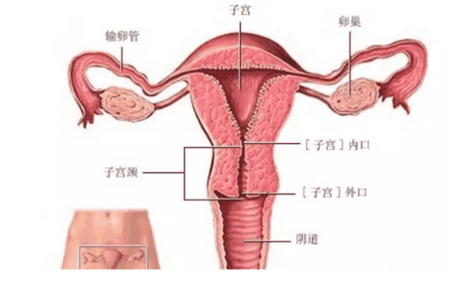 女子宫位置图片