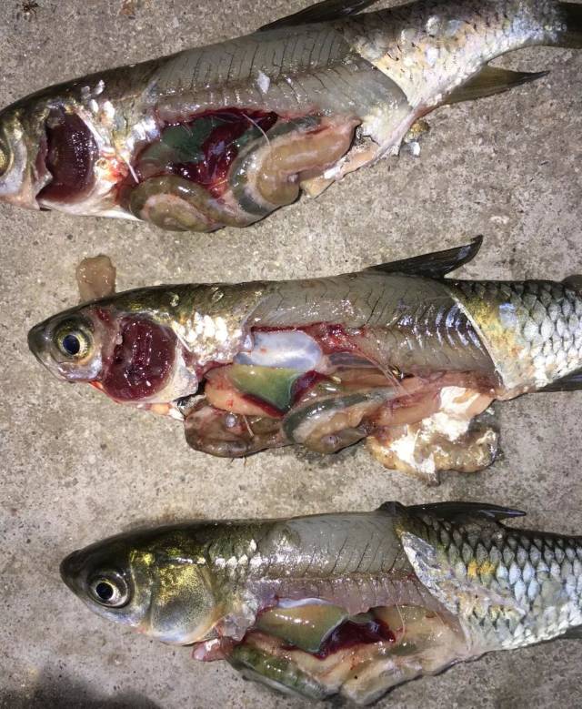 根据镜检发现,白露阶段指环虫和车轮虫的检出率在90%以上,具体危害