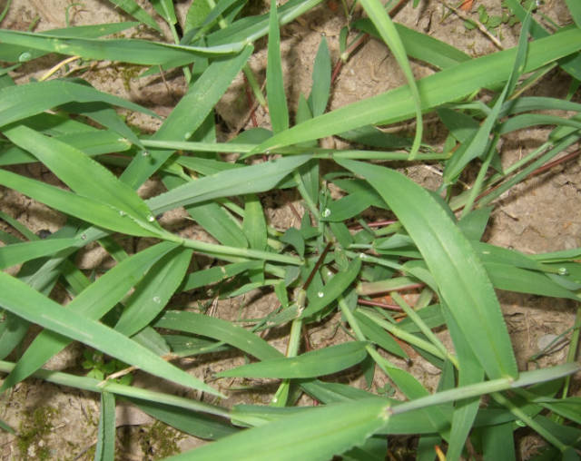 农村常见的马唐草 除了作为优质的牧草之外 还能治病 马唐草与霸根草的区别 正信网
