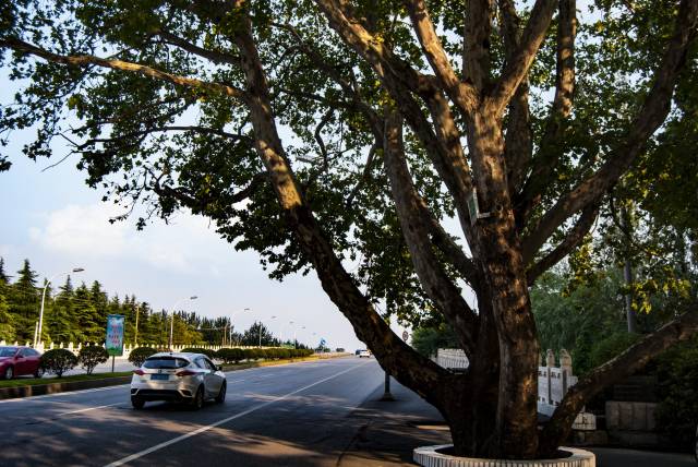 他从北京来徐州视察果园, 种了一棵法桐树, 现在直径1米多, 依然枝繁