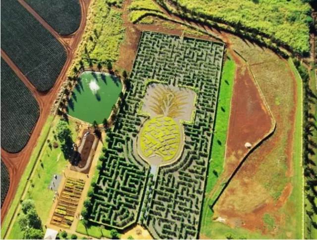 六名 菠萝花园迷宫(pineapple garden maze)