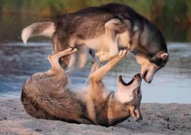 两哈士奇打架可以说气势十足,dan当德牧来了之后.