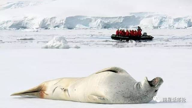 实在让人难以忍受, 相比阿拉斯加海域的鲸鱼数量,南极可能并不占优势