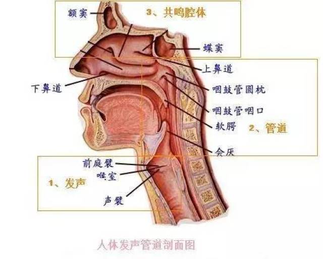 如何保护好你的声带