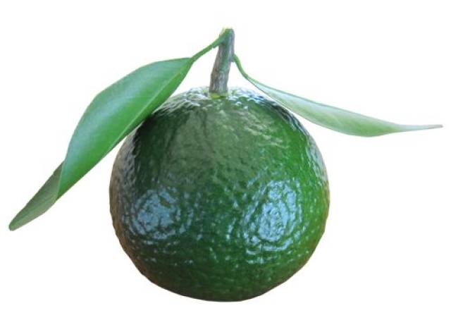 新品预告 ▏喜喜小青柑