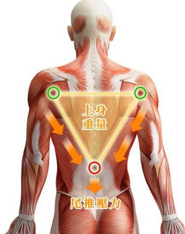 肩胛骨两旁延伸至肩膀