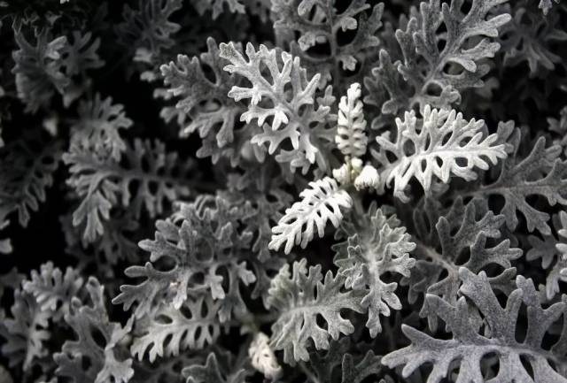 还用金叶女贞做镶边吗!常用镶边植物推荐