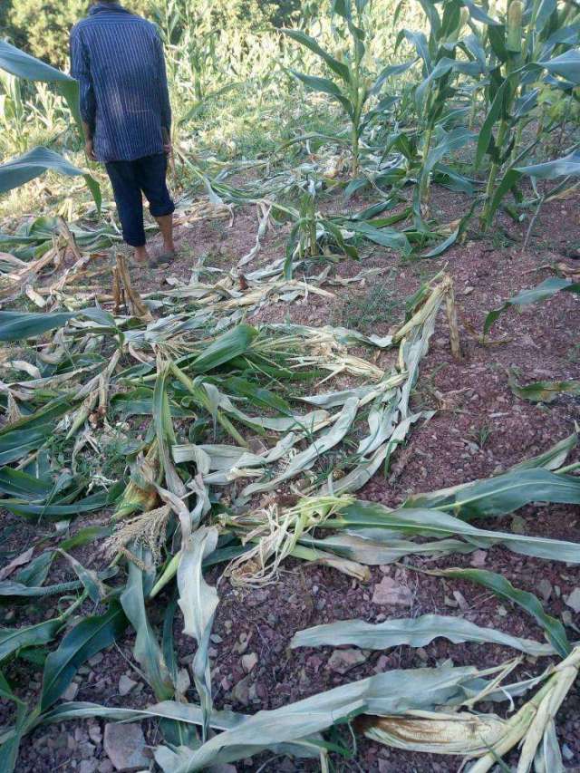 野猪糟蹋粮食,农民想办法依然没有成效,农民:谁来救一救