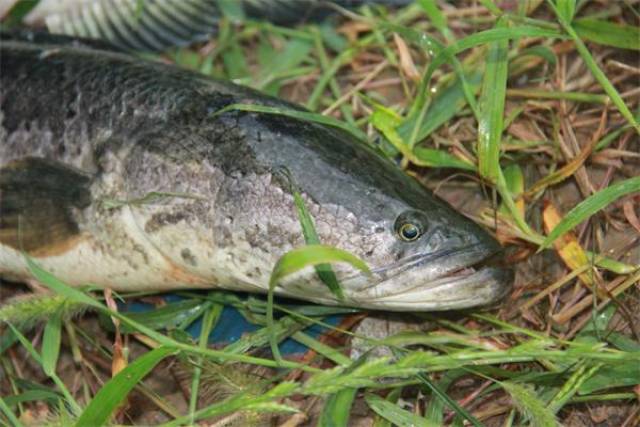 大雨过后,河水长满,安徽濉溪县农民捕获野生黑鱼,你喜欢吃吗