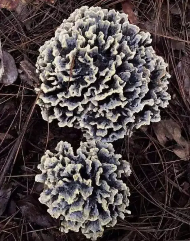 干巴菌香味浓郁,回味醇香绵长,嚼味无穷而且有一般酷似腌牛肉干的浓郁