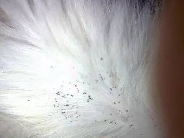 百科|狗狗得了虱子怎么办?狗狗虱病怎么治