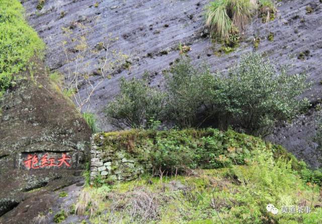 福建大红袍树,福建大红袍,大红袍树(第2页)_大山谷图库
