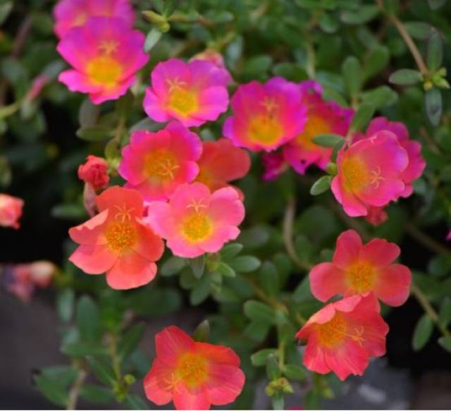 带你认识酷暑难耐下的"死不了"_手机搜狐网