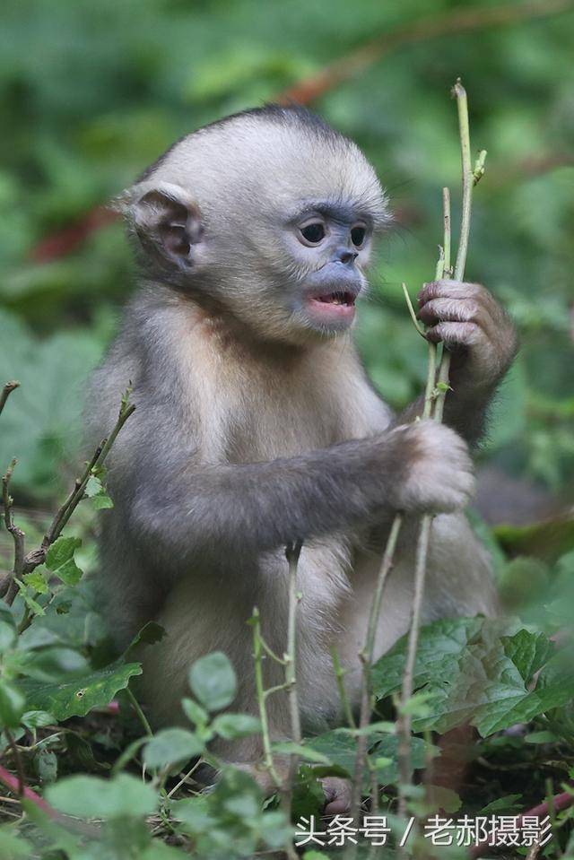 新出生3个多月的小猴子活波可爱