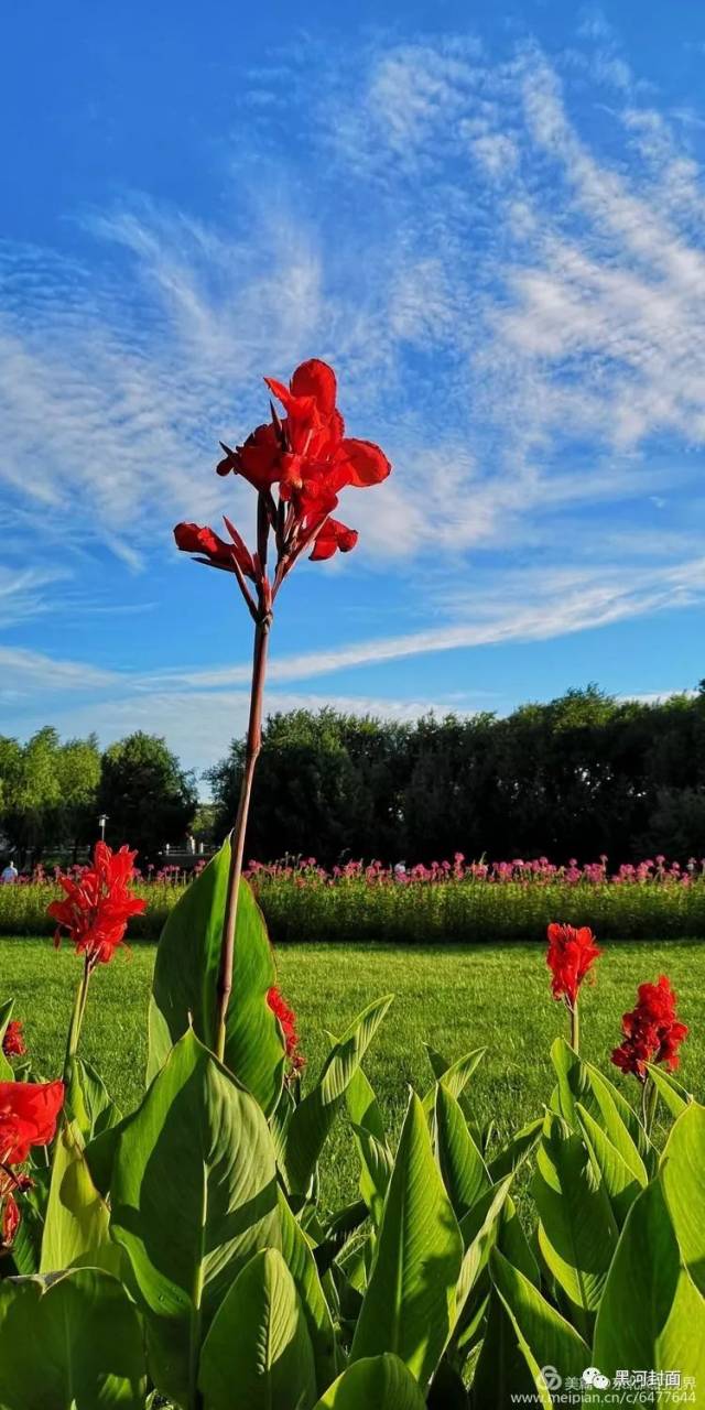 惊艳!这些黑河的『早晨美图』被近万网友转发,美的不要不要哒