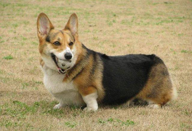 在我们印象中,柯基犬总是灵活轻盈,蹦蹦跳跳的十分活泼,并且柯基的