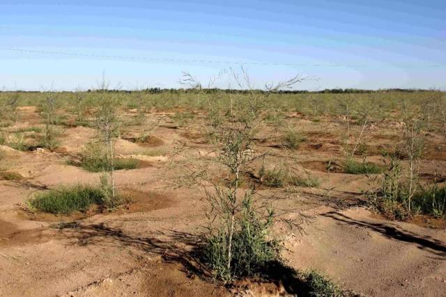 金塔县城东防护林