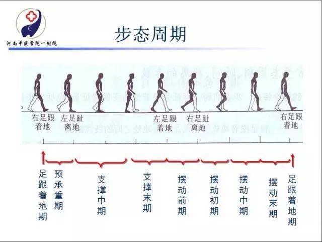 步态分析图解图片