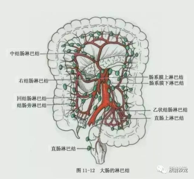 适用的解剖学图谱-淋巴系统