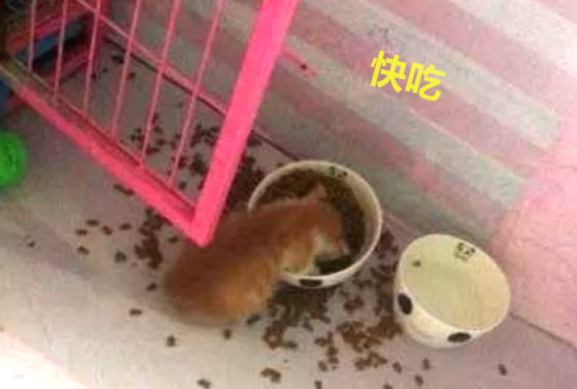 放下一碗猫粮,橘猫一顿操作猛如虎,主人:这吃相