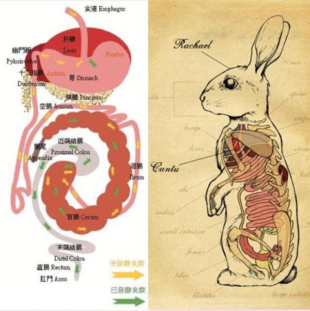 兔子内部结构图图片