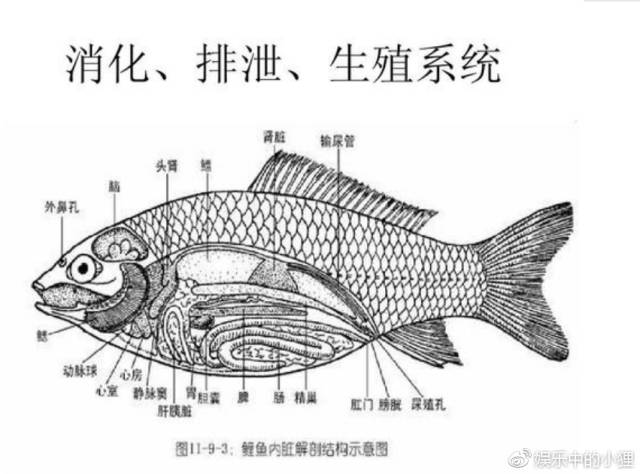 生物鲫鱼结构图图片