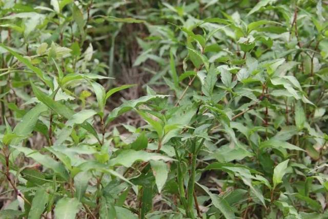 辣蓼草,就像它的名字一样,还可以称它为辣蓼,酸模叶蓼,旱苗蓼,苦蓼,大