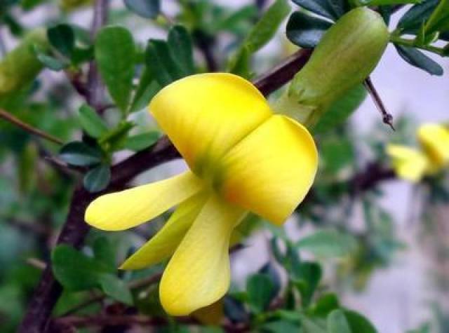 "线叶金雀花茶"一种被誉为天然健康的饮品!_加工