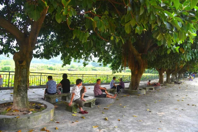 夏日纳凉好去处!这些"见缝插绿"建成的街心公园,现成为大涌人的最爱!