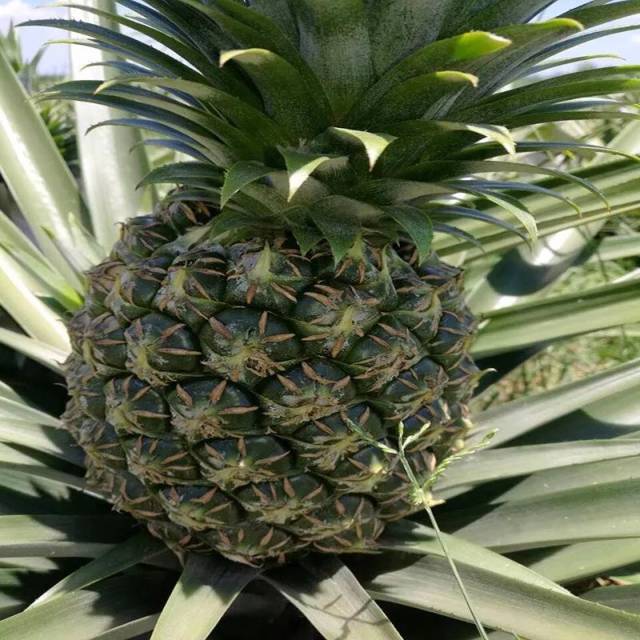 西瓜凤梨堪称"巨无霸",甜度可达17度!又一单品出炉!