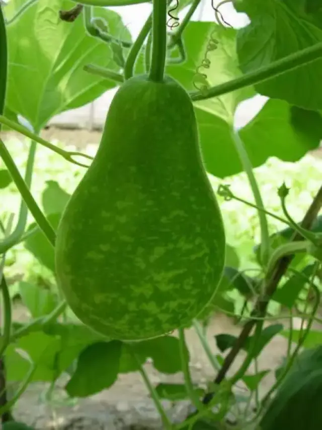 带斑点的青腰葫芦,亩产量约3050公斤,你可见过?