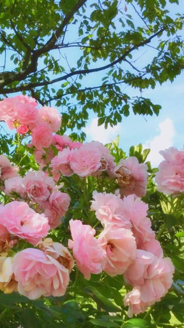 唯美壁纸:蓝天,山川,素雅干净,随便一张都很美