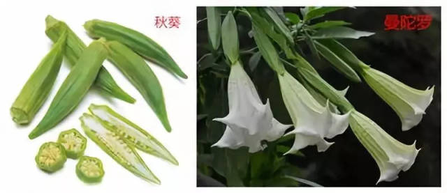 【鉴别】秋葵vs曼陀罗,听说99%的人都分不清它们,手把手教你来鉴别